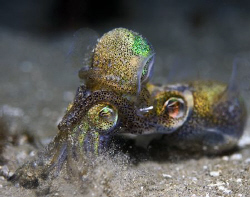 A rare sighting of mating squid. These were photographed ... by Cal Mero 